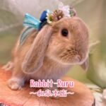 うさぎ専門店Rabbit-Ruru